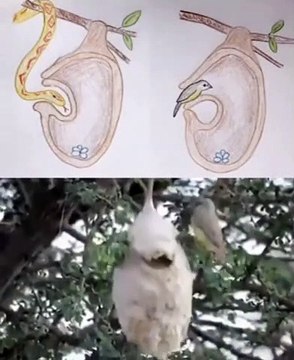 Pássaro constrói ninho com sistema anti-cobras para proteger os seus ovos dos ataques