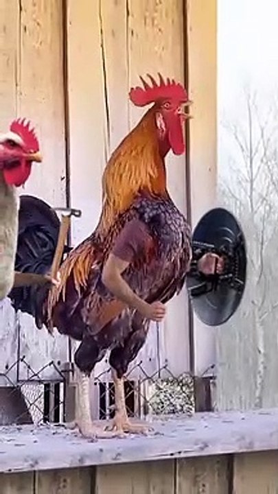 Avengers Assemble!!! - Chicken version