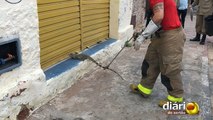 Aparição de iguana movimenta centro de Cajazeiras e bombeiros são acionados para capturar animal