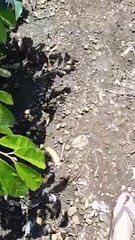 Menikmati pemandangan di pagi hari