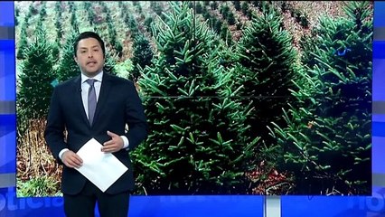 En Detalle: ¿Sabes dónde puedes llevar tu árbol de navidad para ser reciclado?