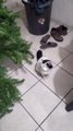 El gato pernanca y el arbol de navidad una bonita situacion con mi amigo el felino animal y mascota