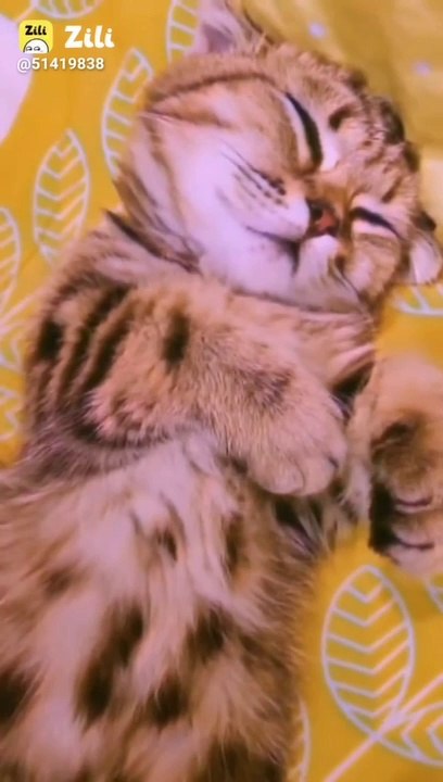 Cute pets