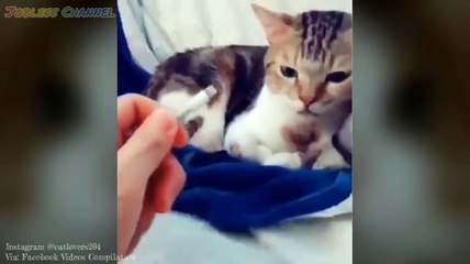 Video kucing lucu bikin ngakak