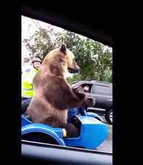 Russian Bear in Sidecar