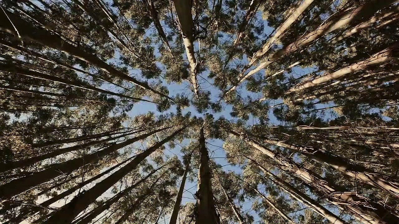 Asmr environmental and nature sounds to relax (wind 2) / Asmr sonidos ambientales y de la naturaleza para relajarte (viento 2)