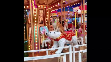 Dog swimming is so cute