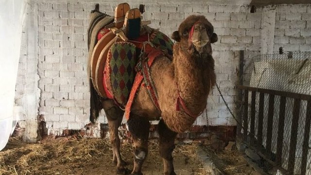 Pehlivan deve haczedildi, otoparka çekildi