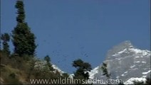 Snow Pigeons in the Himalaya
