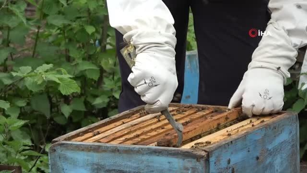 Ordu Arı Yetiştiricileri Birliği Yönetim Kurulu Başkanı Akın Çiftçi: "Bu sezon arıcılarımız için çok sıkıntılı geçti"
