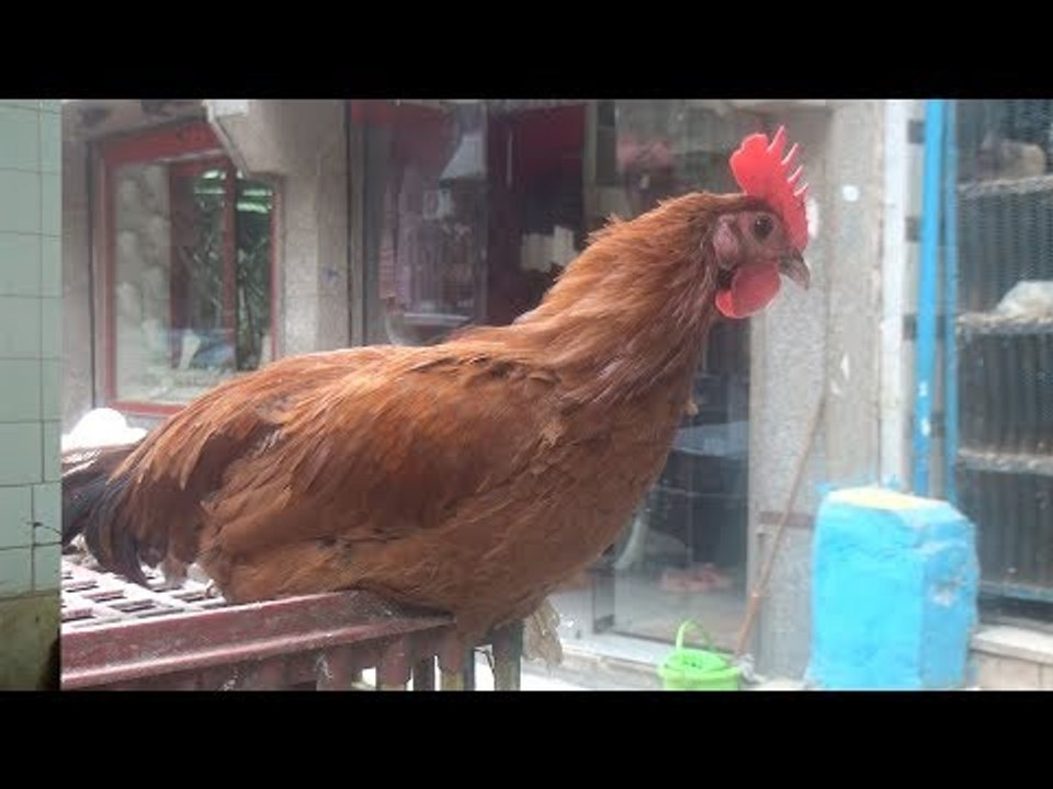 ركود في حركة بيع الدواجن  بسبب «خليها تكاكي»