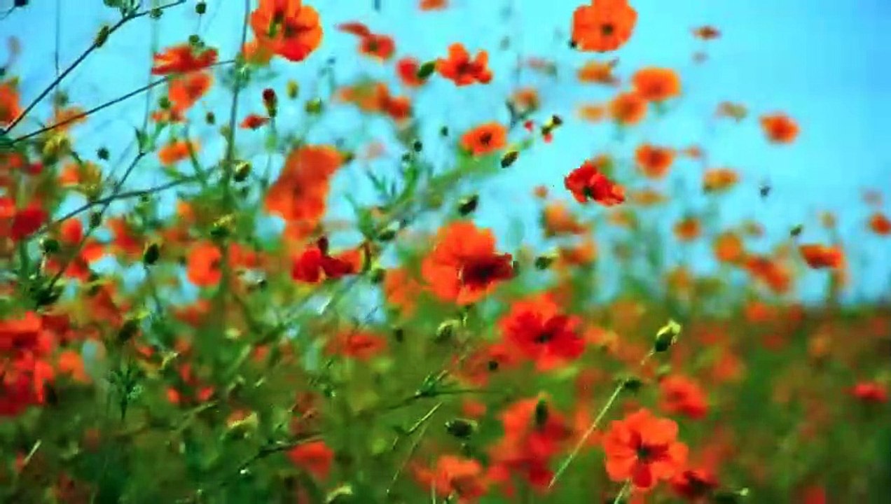 Relaxing Music for Stress Relief _ एक मधुर धुन, मन की शांति के लिए