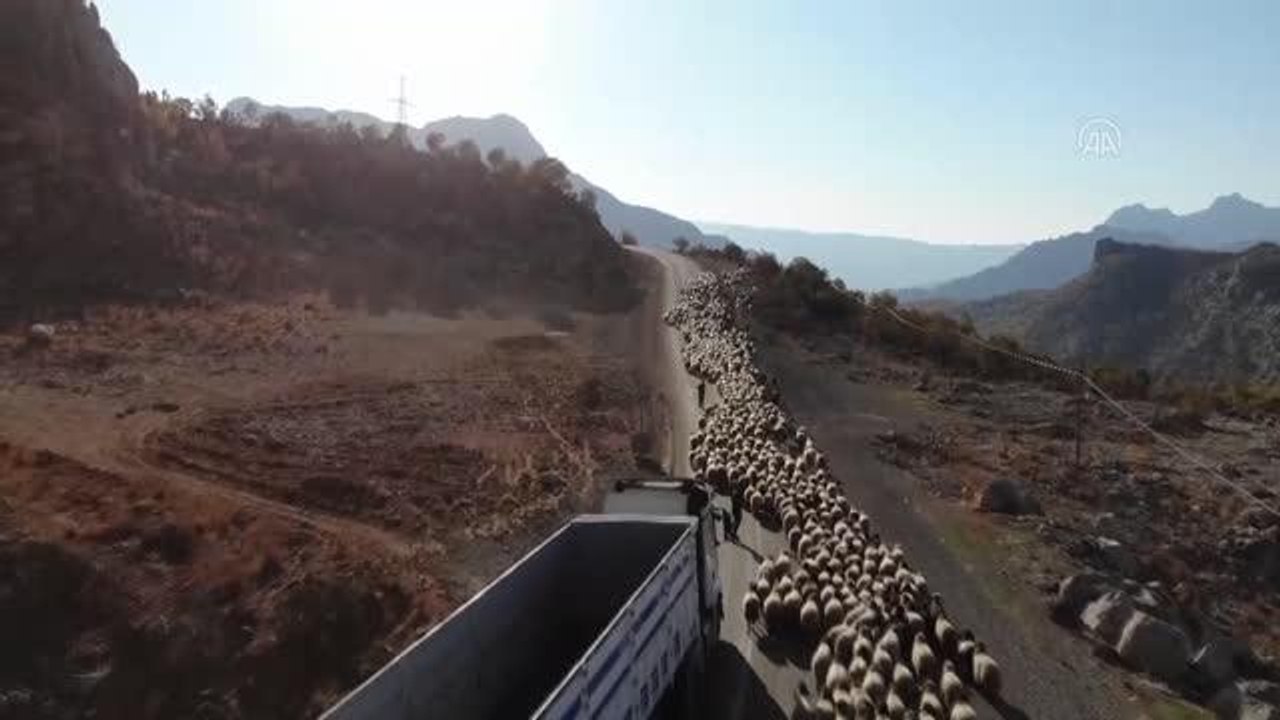 Türkiye'nin küçükbaş hayvan sayısının 2022'de 75 milyona çıkarılması hedefleniyor