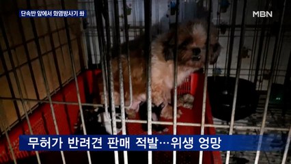 단속반 앞에서 화염방사기 쏘는 도살업자…불법 동물영업 무더기 적발