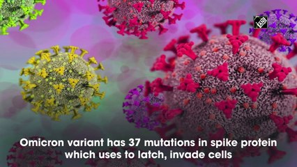 Scientists identify antibodies that might neutralise Omicron