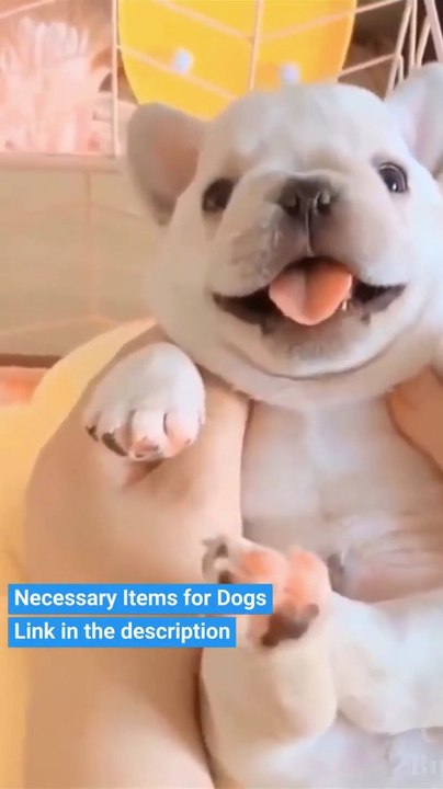 Ultimate Baby Dogs - Cute and Funny Dog Videos Compilation #Shorts