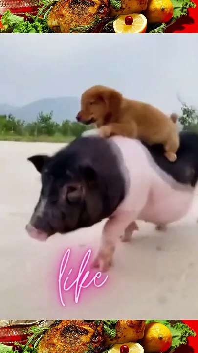 Ultimate Baby Dogs - All Time Cute And Funny Dog Videos Compilation #shorts