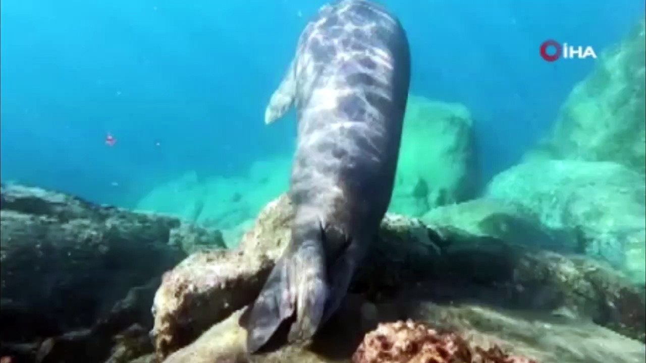 Ölü taklidi yapan Akdeniz foku görenleri şaşkına çevirdi