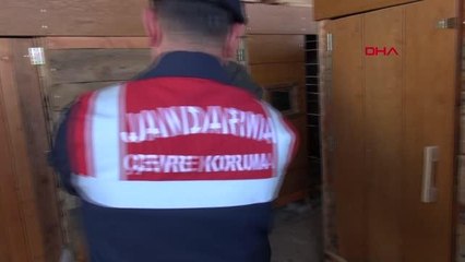 TEDAVİSİ TAMAMLANAN KARTAL DOĞAYA BIRAKILDI