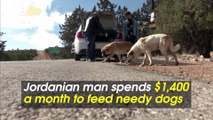 Jordanian Man Spends Over $1,000 a Month on Food for Neglected Street Dogs!
