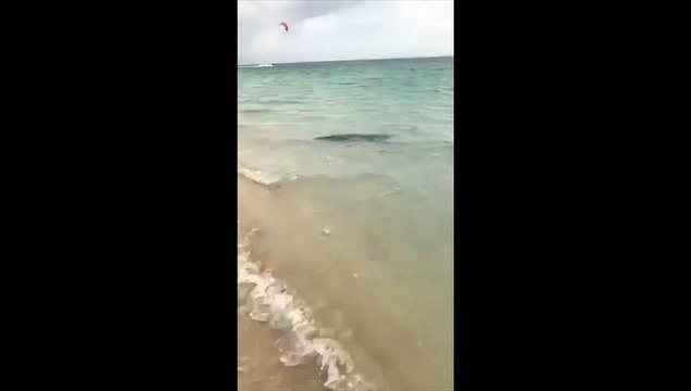 Deux raies filmées dans le lagon au plus près des plagistes