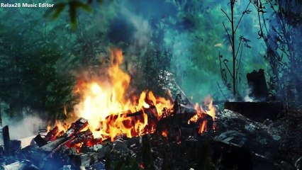 Forest Campfire with Relaxing birds Sounds, Wind and Fire Sounds