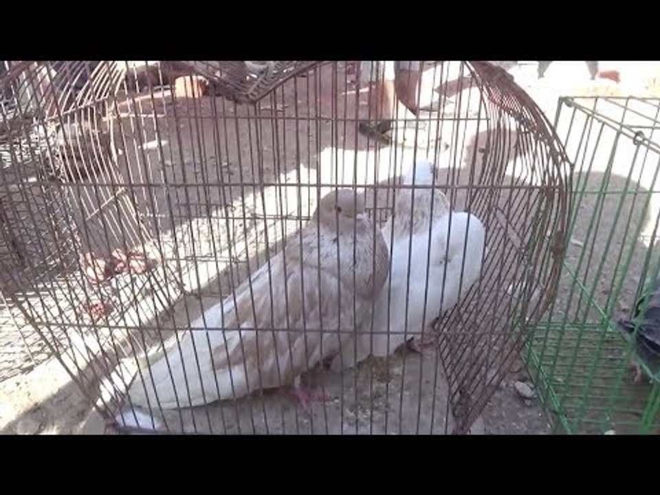 سوق الحمام بالسويس تجمع عشاق الطيور