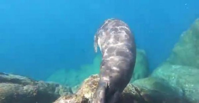 BODRUM AÇIKLARINDA AKDENİZ FOKU GÖRÜLDÜ