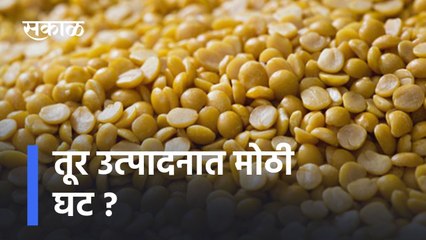 Pigeon pea: तूर उत्पादनात मोठी घट ?