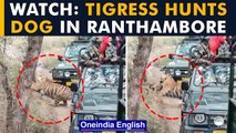 Tigress Sultana hunts a dog as sacred tourists make a video, Watch Here | Oneindia News