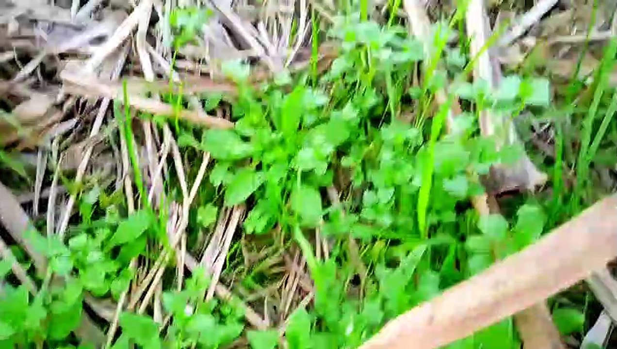 My wheat field