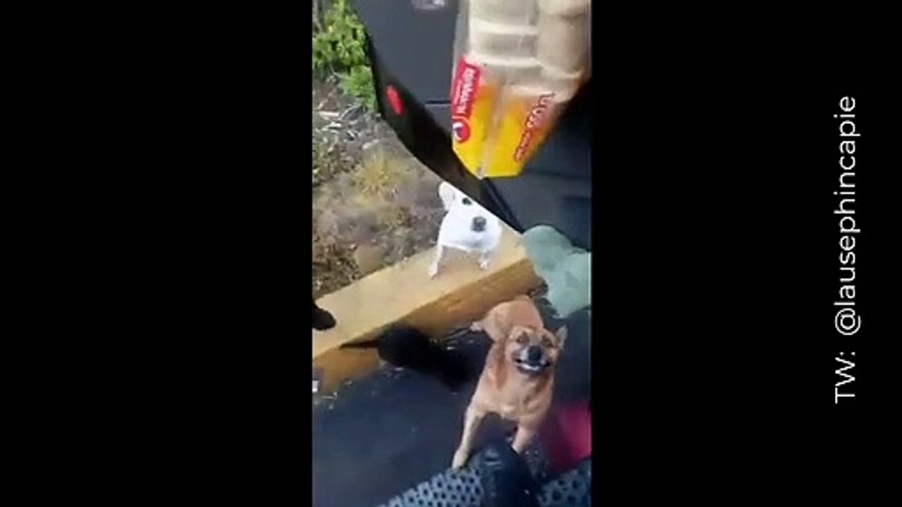Camionero es aplaudido en redes tras alimentar a perritos sin hogar durante sus recorridos