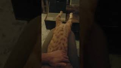 Keeping Cathulhu Captive with Belly Rubs