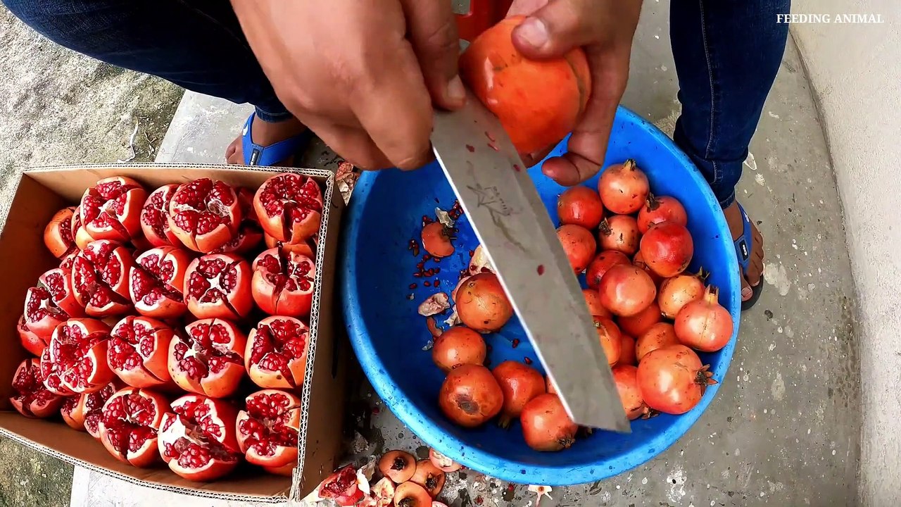 feeding golden globe pomegranate to the hungry wild monkey __ A group of monkey