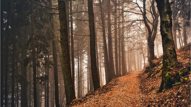 FEMME ACTUELLE - Mort d’Elisa Pilarski, tuée, enceinte, par des morsures de chien : où en est l’enquête ?