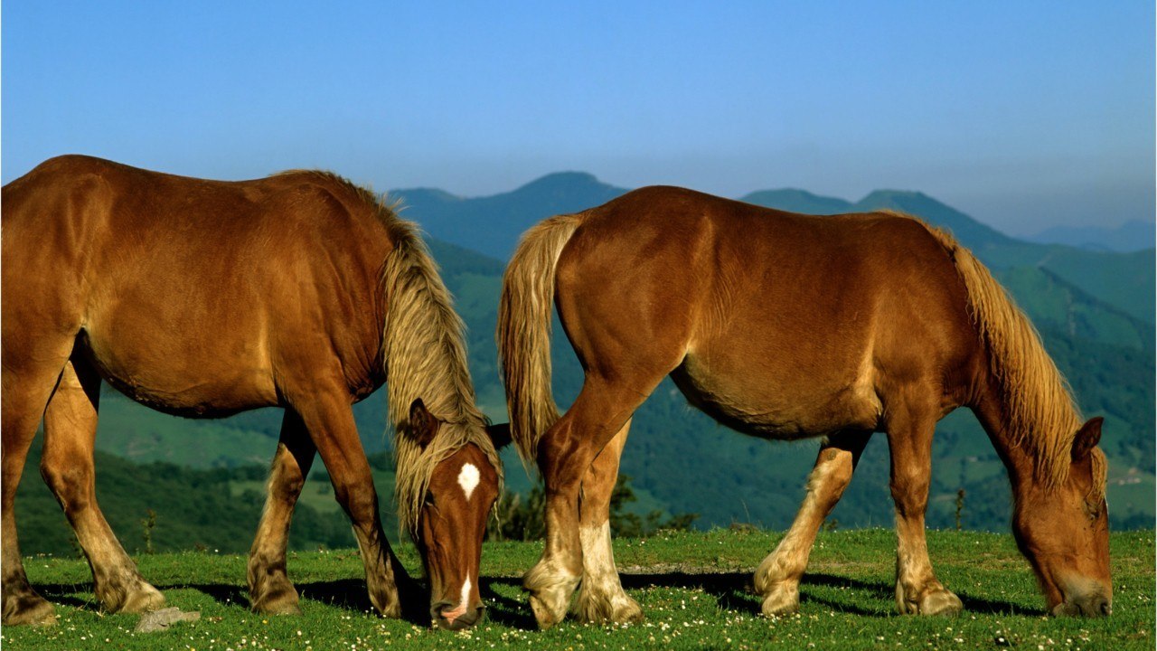 FEMME ACTUELLE - Chevaux mutilés dans l’Yonne : un homme de 50 ans placé en garde à vue