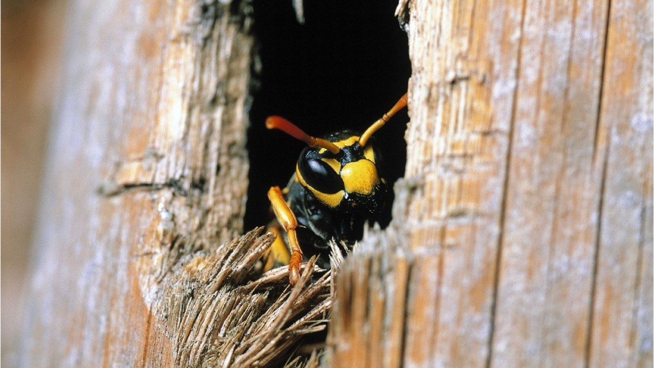 FEMME ACTUELLE - Mort tragique d'un homme de 52 ans d'une piqûre de guêpe sur la langue