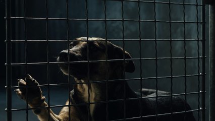 FEMME ACTUELLE - "Zone Interdite" : une séquence avec un chien scandalise