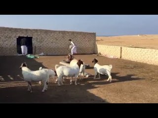 «البور» سلالة نادرة من الماعز.. وتاجر يدعي وصول سعرها لـ120 ألف جنيه