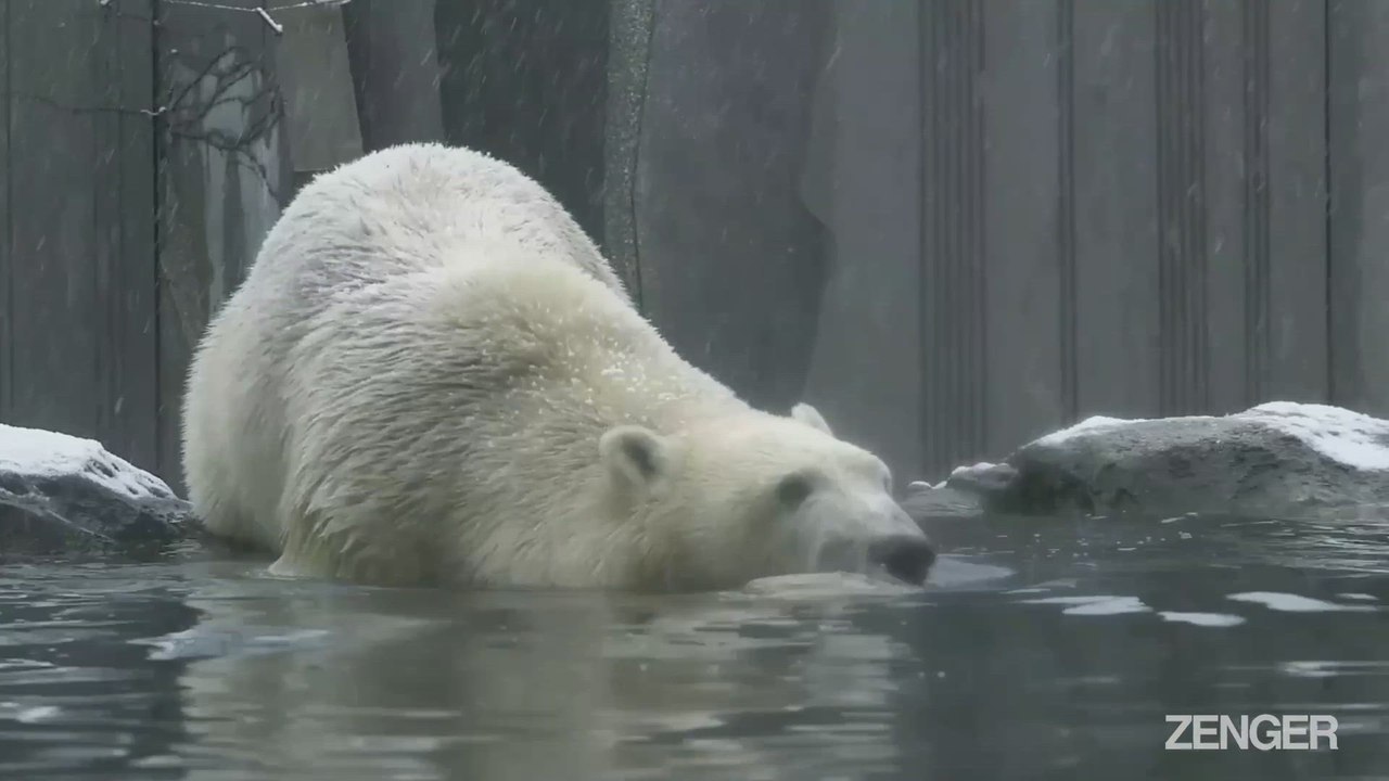 World's Oldest Zoo Need Help To Cover $94K Monthly Food Bill.mp4