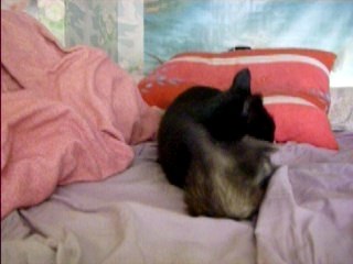 moi zé même pas peur du gros minou