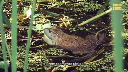 Curiosidades impresionantes sobre las ranas