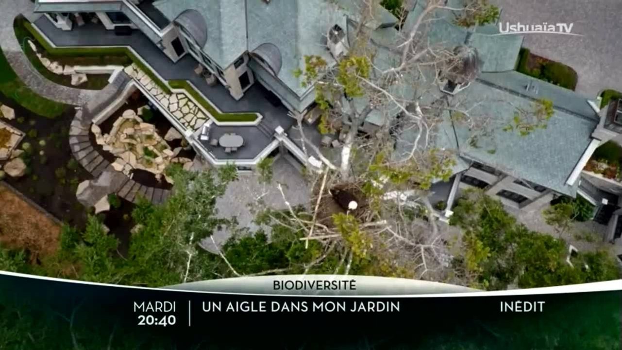 Un aigle dans mon jardin