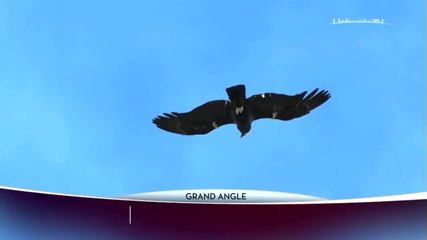 Un aigle dans mon jardin/Le voyage de la chouette harfang/Ayni, l'odyssée du condor
