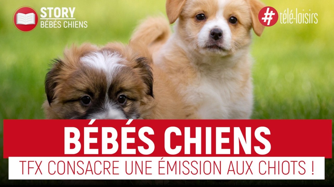 Bébés chiens - Le programme canin de TFX !
