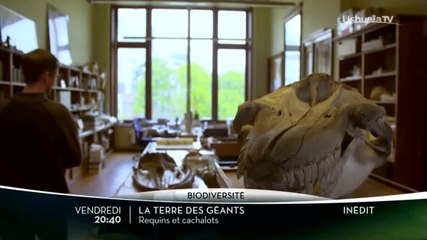 Terre des géants : Requins et cachalots