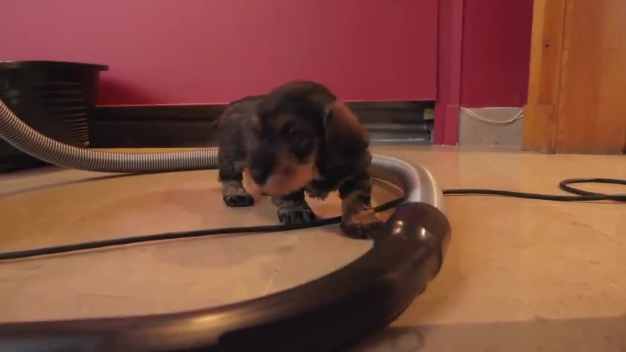 Bébés chiens : les 100 premiers jours de leur vie