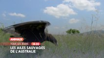 Les Ailes sauvages d'Australie