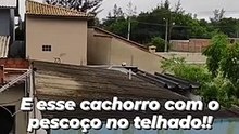 Mulher pensava estar a ver a cabeça de um cão no terraço... só que não!