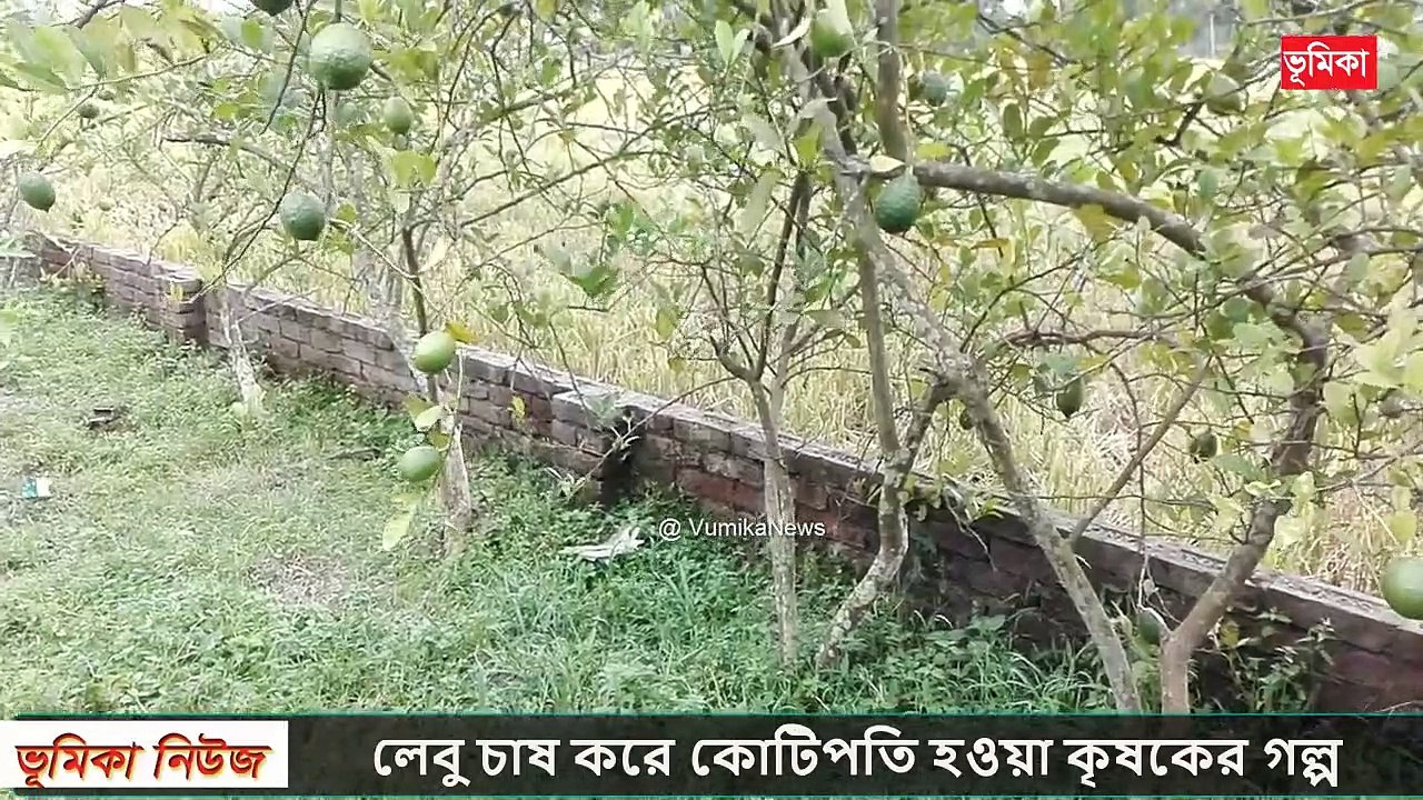 লেবু চাষ করে জিরো থেকে হিরো | লেবু চাষ পদ্ধতি এবং লেবু চাষ করে কোটিপতি হওয়া কৃষকের গল্প | Vumika TV | Vomika Agro